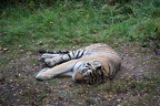 IMG 0653