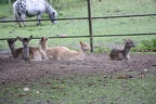 IMG 9918