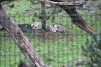 IMG 9967